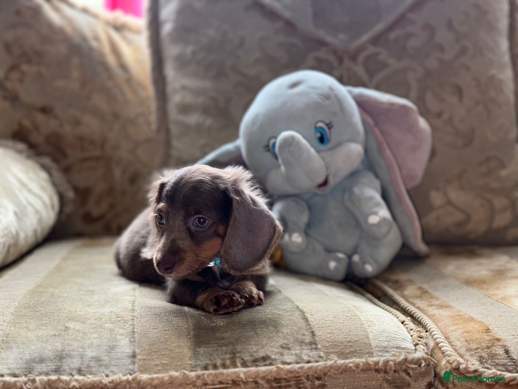 Miniature Dachshund dogs ❤️LAST PUP kc registered COLLECT NOW OR DELIVER - Advert 15