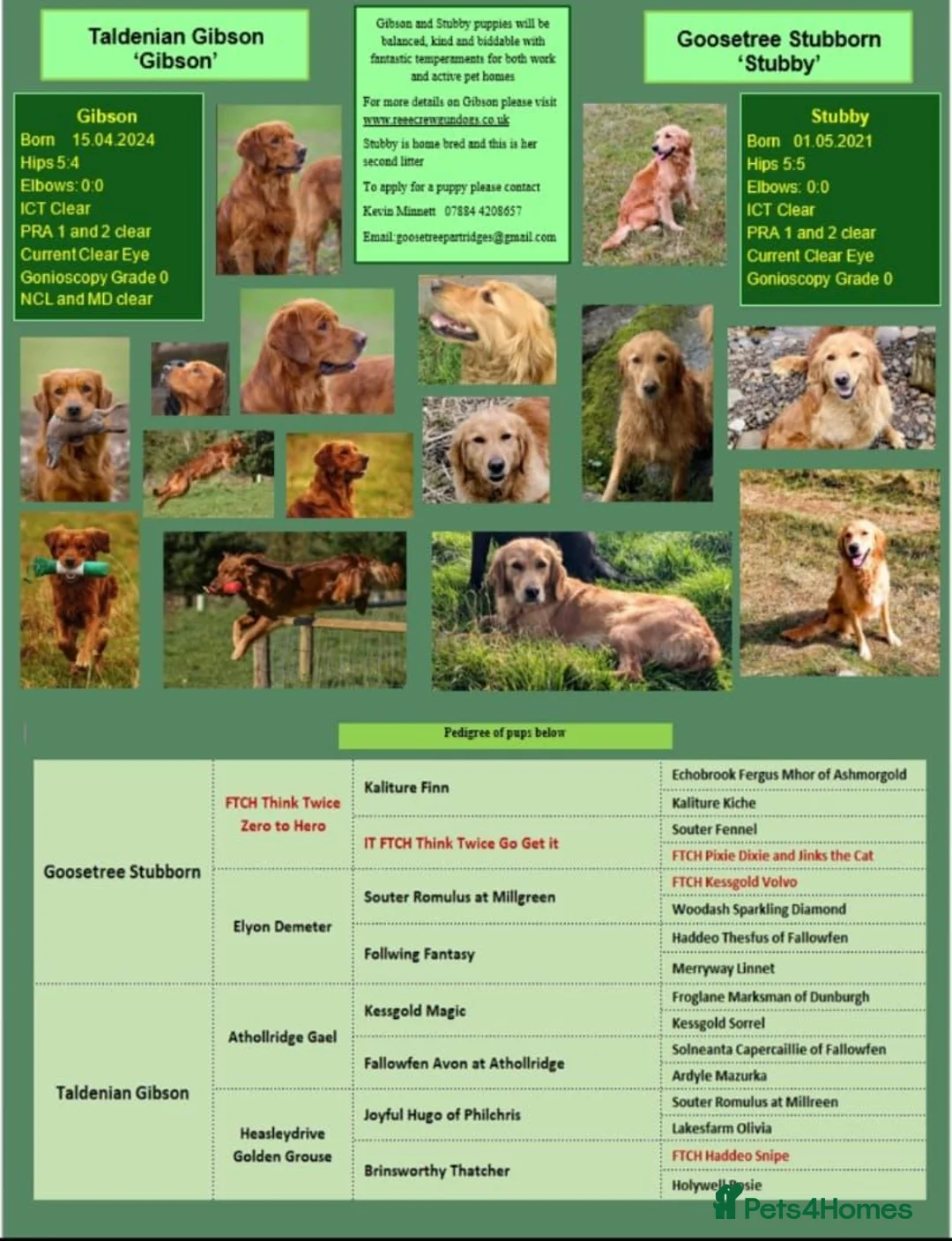 Golden Retriever dogs for sale: DNA hereditary clear puppies  - Advert 1