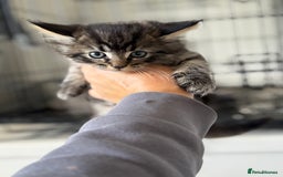 Mixed Breed cats for sale: 3 tabbie kittens looking for their forever homes - Image 2