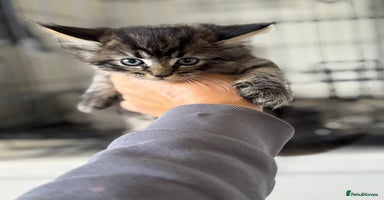 Mixed Breed cats - Advert 5