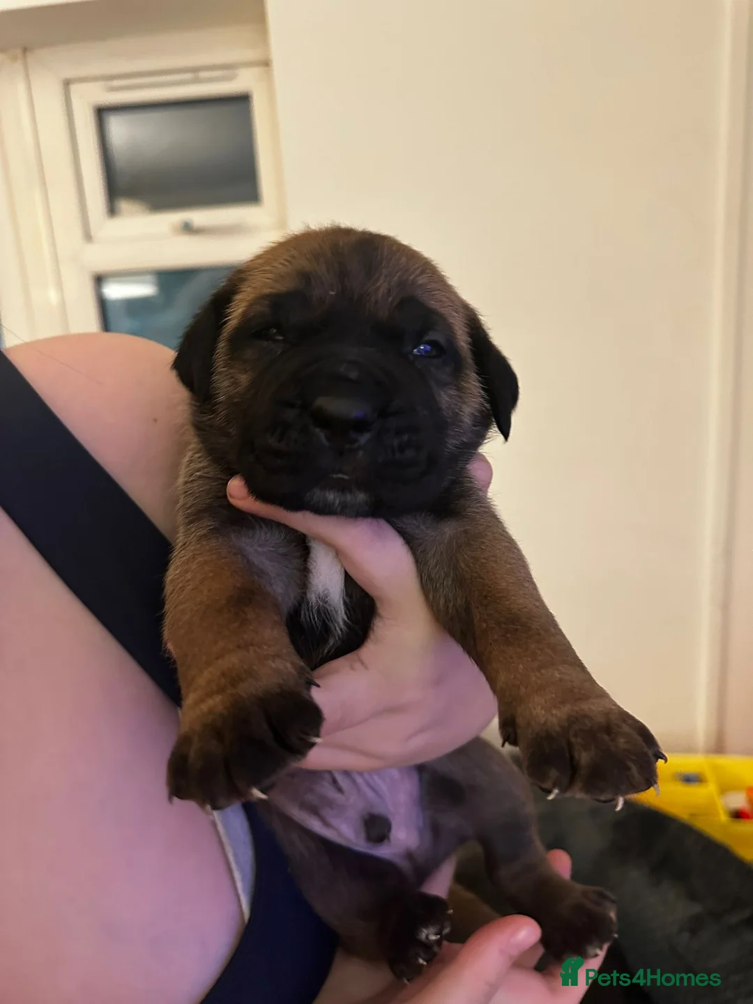 Cane Corso dogs for sale: Ready to go Thursday 2boys 1girl cane Corso pups - Advert 35