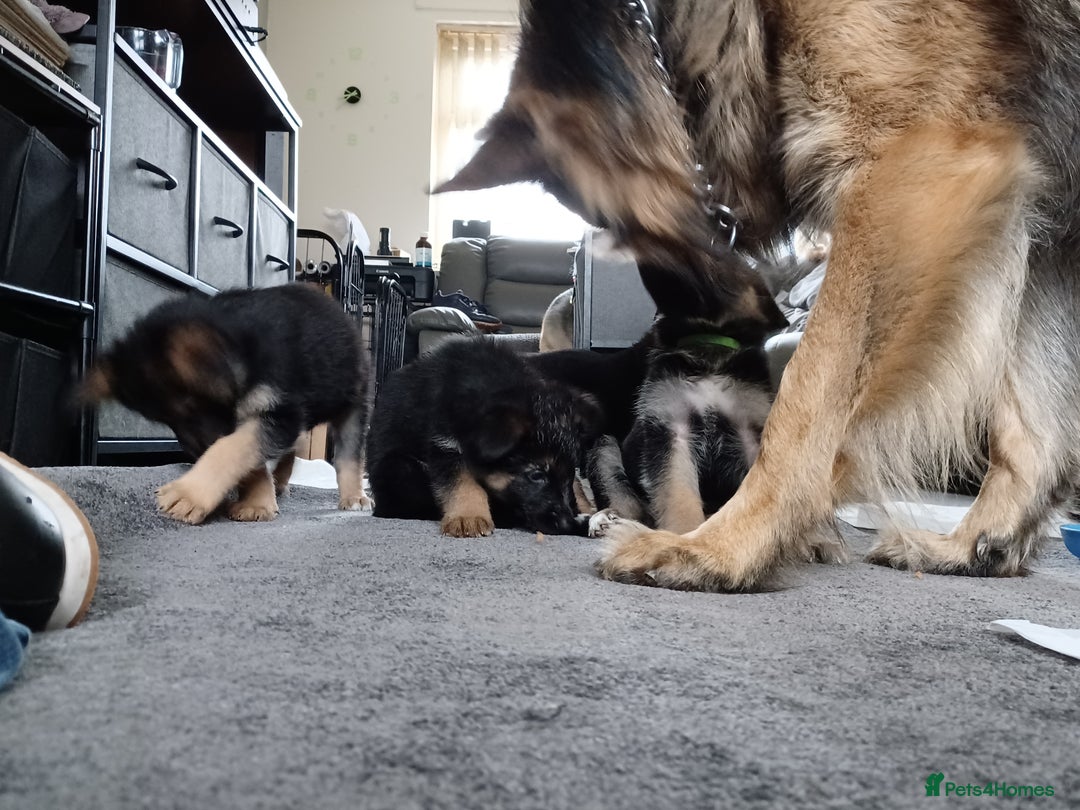 German Shepherd dogs for sale: German shepherd pups - Image 11