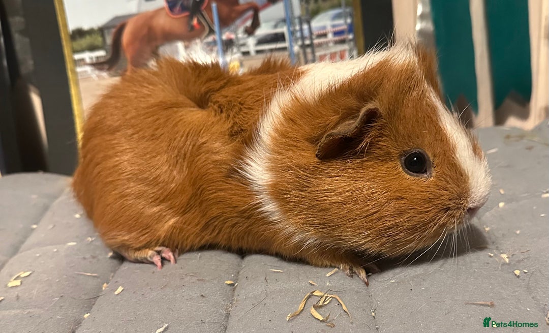 Guinea Pig rodents for sale: Baby guineas, boys and girls available  - Advert 4