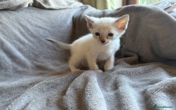 Ragdoll cats for sale: Ragdoll X Siamese - Image 2