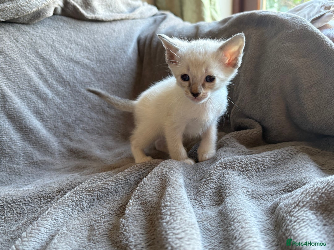 Ragdoll cats for sale: Ragdoll X Siamese - Image 2