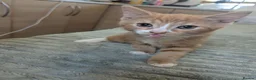 Mixed Breed cats for sale: Three male kittens - Advert 6