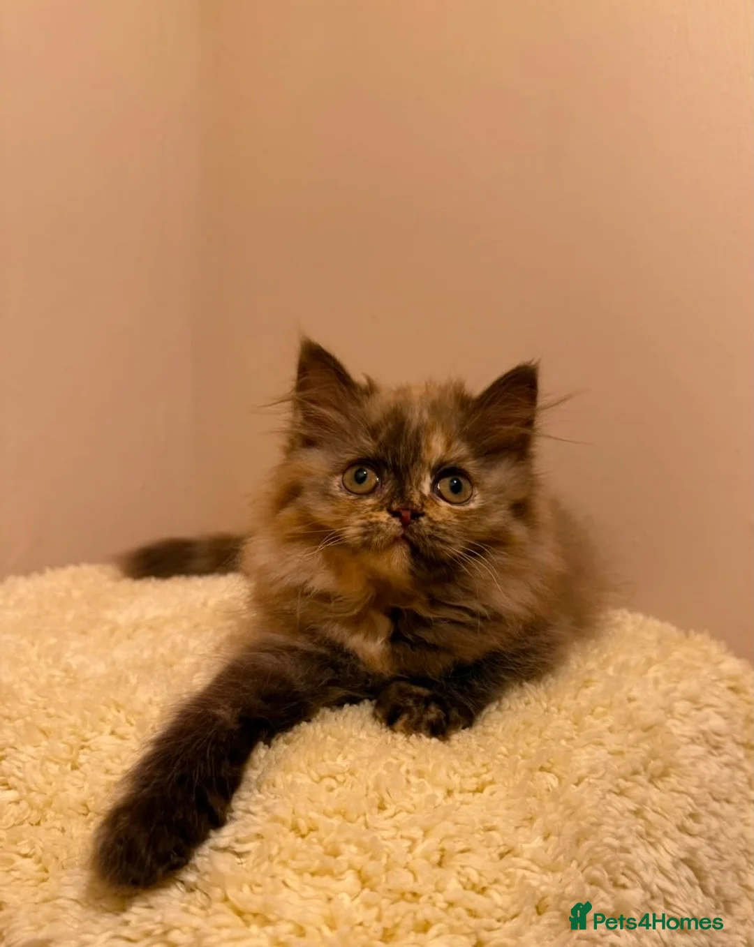 British Longhair cats for sale: Enchanting Chocolate British longhair female✨ - Advert 2