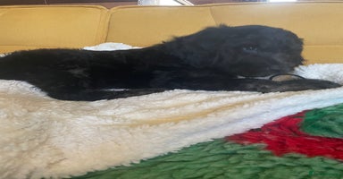 Mixed Breed dogs Standard Cockerpoodle/Bernadoodle,beautiful coats - Advert 12