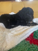 Mixed Breed dogs Standard Cockerpoodle/Bernadoodle,beautiful coats - Advert 4