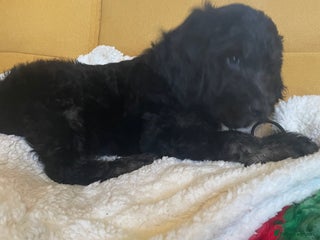 Mixed Breed dogs Standard Cockerpoodle/Bernadoodle,beautiful coats - Advert 3