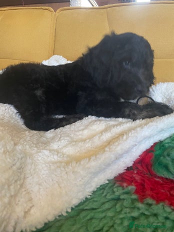 Mixed Breed dogs Standard Cockerpoodle/Bernadoodle,beautiful coats - Advert 16