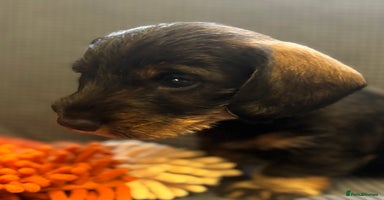 Dachshund dogs - Advert 12