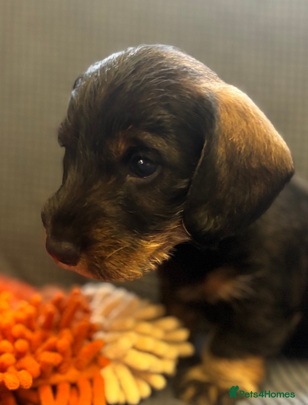 Dachshund dogs for sale: Wire haired dachschund (teckel) puppies - Image 4