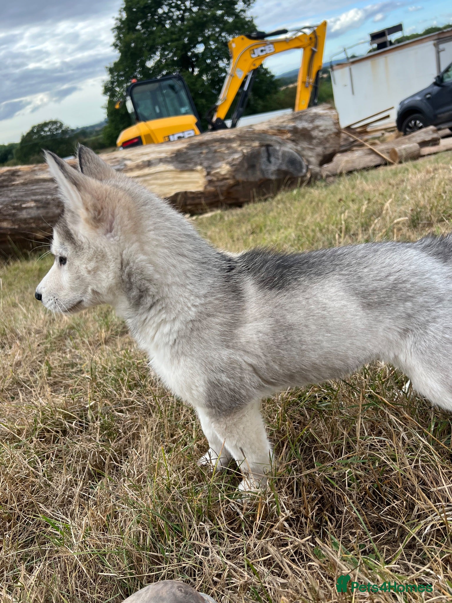Siberian Husky dogs Siberian husky pup for sale  - Advert 1