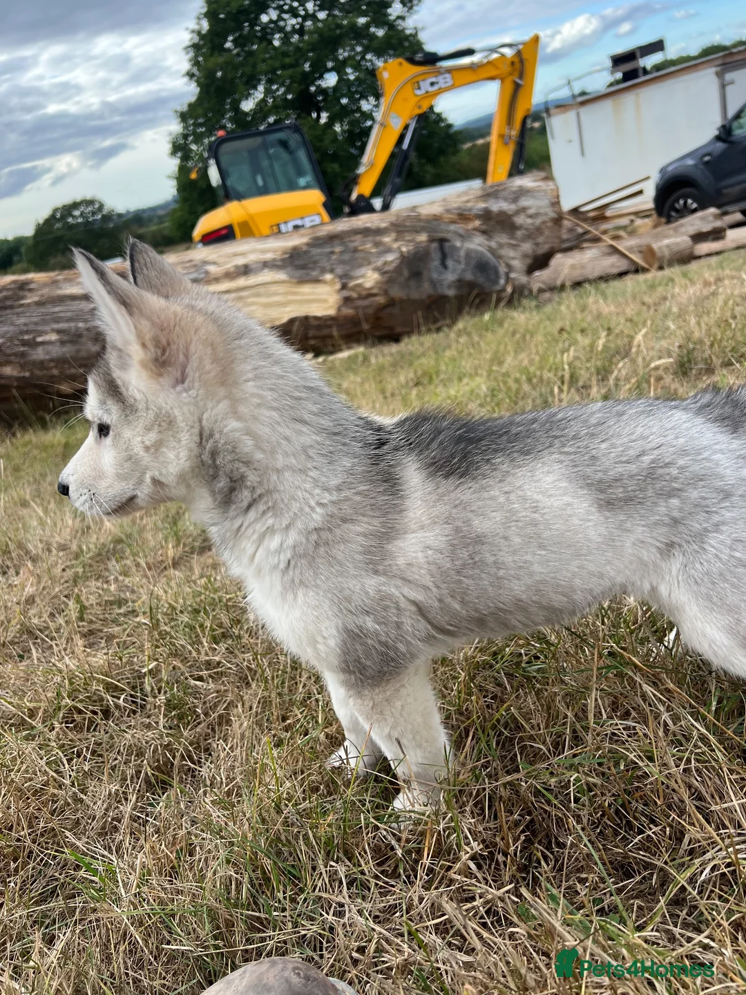 Siberian Husky dogs for sale: Siberian husky pup for sale  in Whitchurch - Advert 6