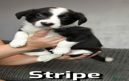 Border Collie dogs for sale: Purebred Border Collie Puppies Tri Intelligent - Image 17