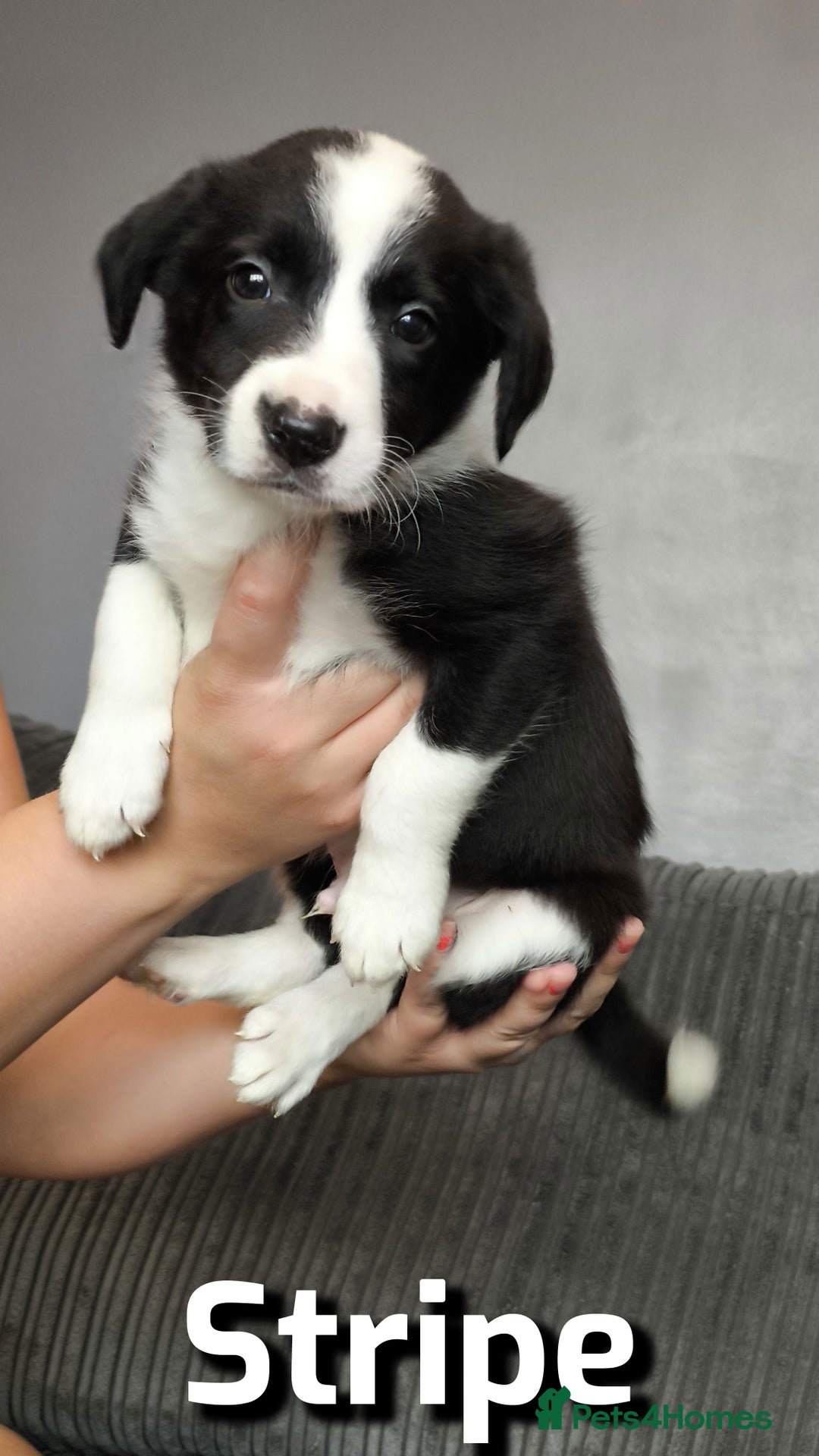 Border Collie dogs for sale: Purebred Border Collie Puppies Tri Intelligent - Image 17