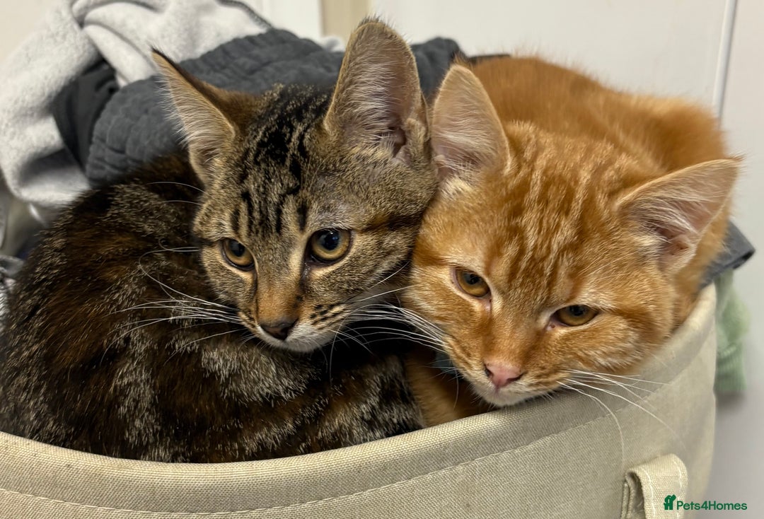 Mixed Breed cats for sale: 1 ginger girl 1 tabby girl  - Advert 1