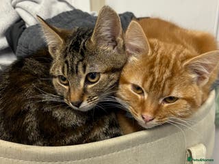 Mixed Breed cats 1 ginger girl 1 tabby girl - Advert 2