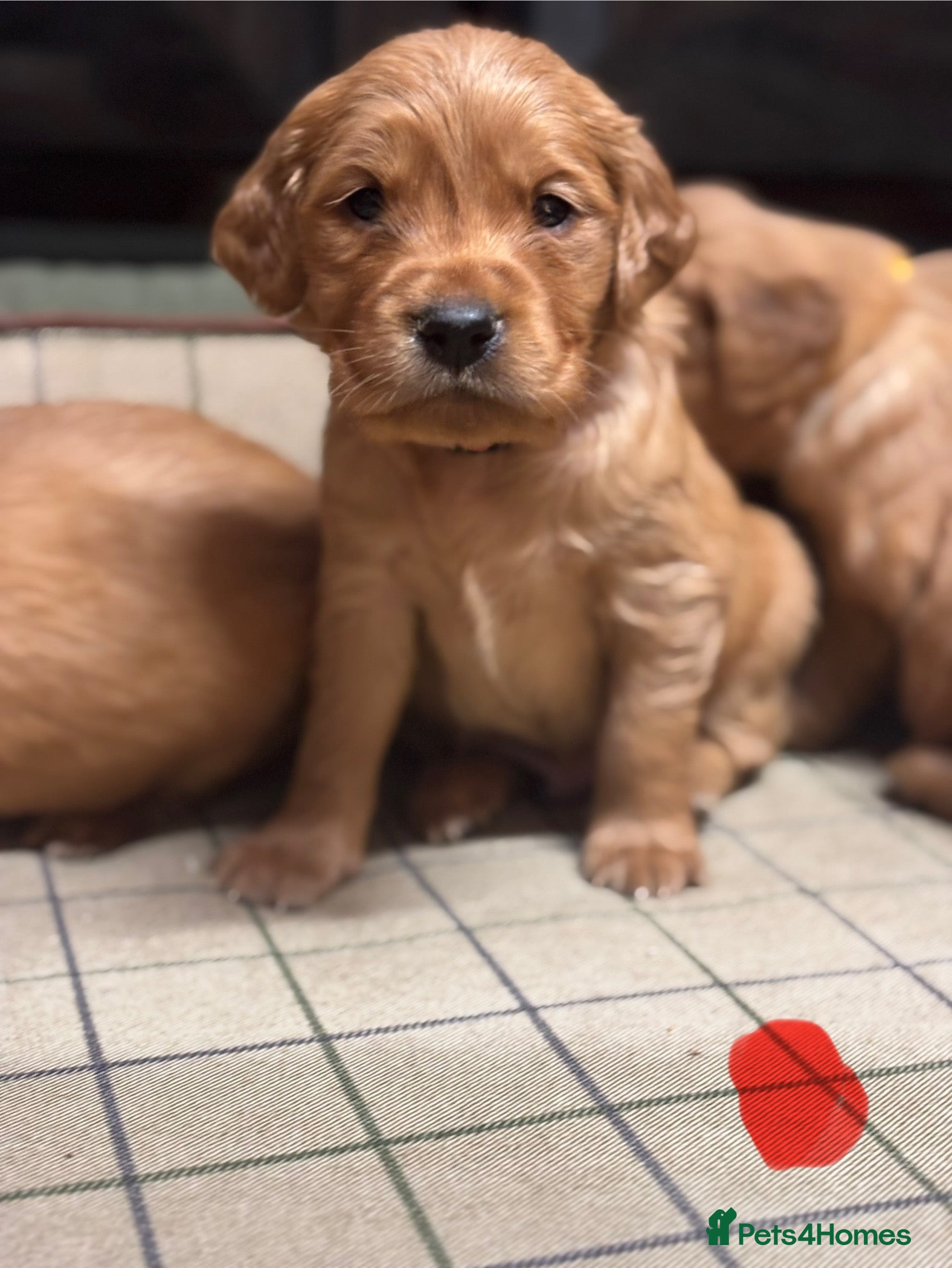 Golden Retriever dogs Gorgeous KC Golden Retriever Puppies  - Advert 1