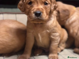 Golden Retriever dogs Gorgeous KC Golden Retriever Puppies - Advert 3