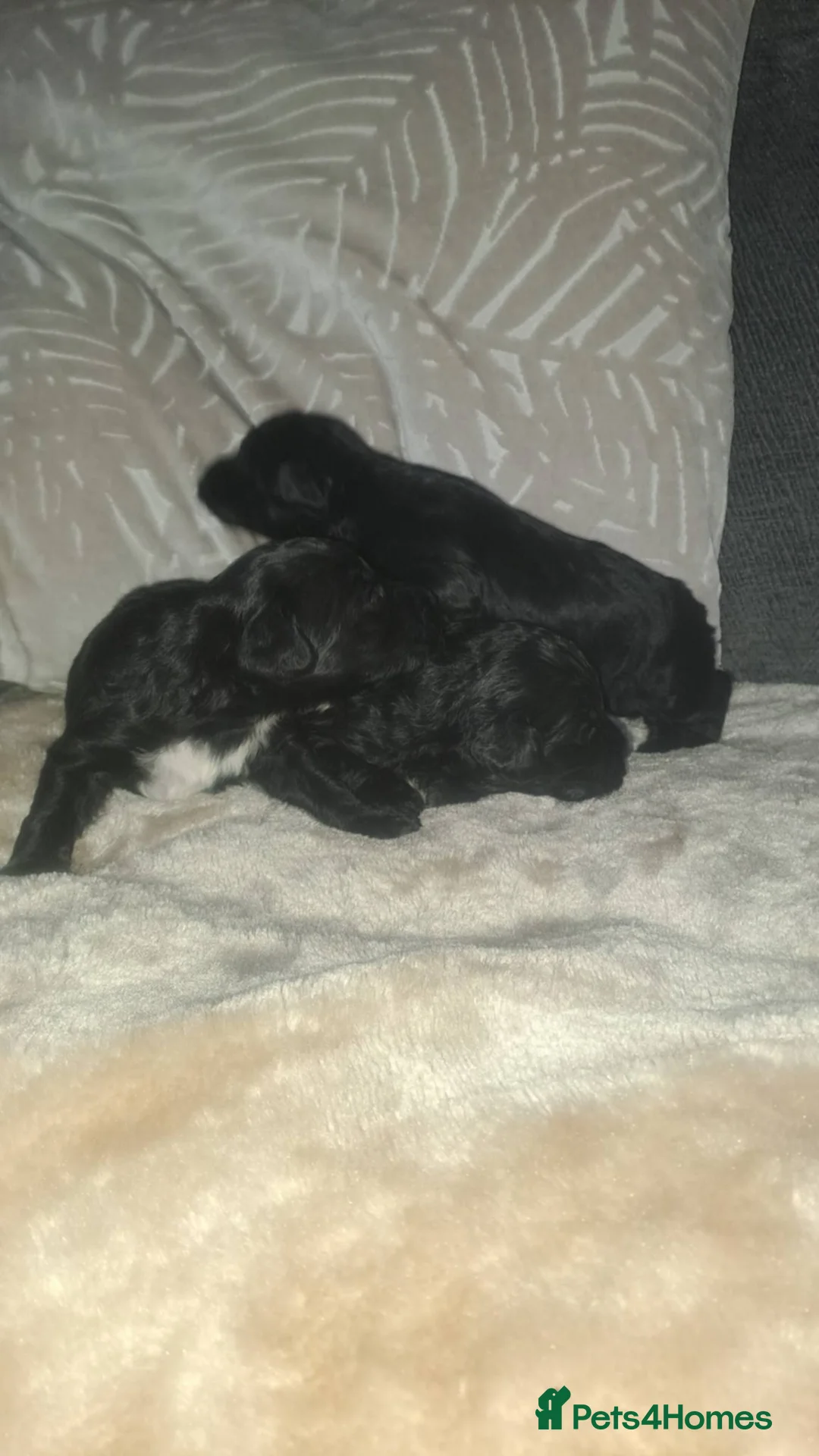 Cockapoo dogs for sale: Beautiful cockapoos - Advert 2