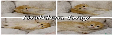 British Shorthair Kitten 3