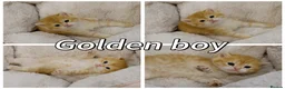 British Shorthair cats for sale: Pedigree BSH golden kitten TICA registered  - Advert 10