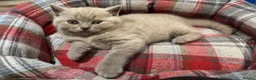 British Shorthair cats for sale: British shorthair kittens  - Advert 9