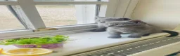 Russian Blue cats for sale: New litter 8wk Russian Blue British Shorthair boys - Advert 3