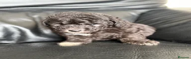 Silver male