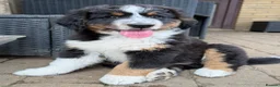 Bernedoodle dogs for sale: 2 gorgeous bernedoodle puppies available😍 - Advert 8