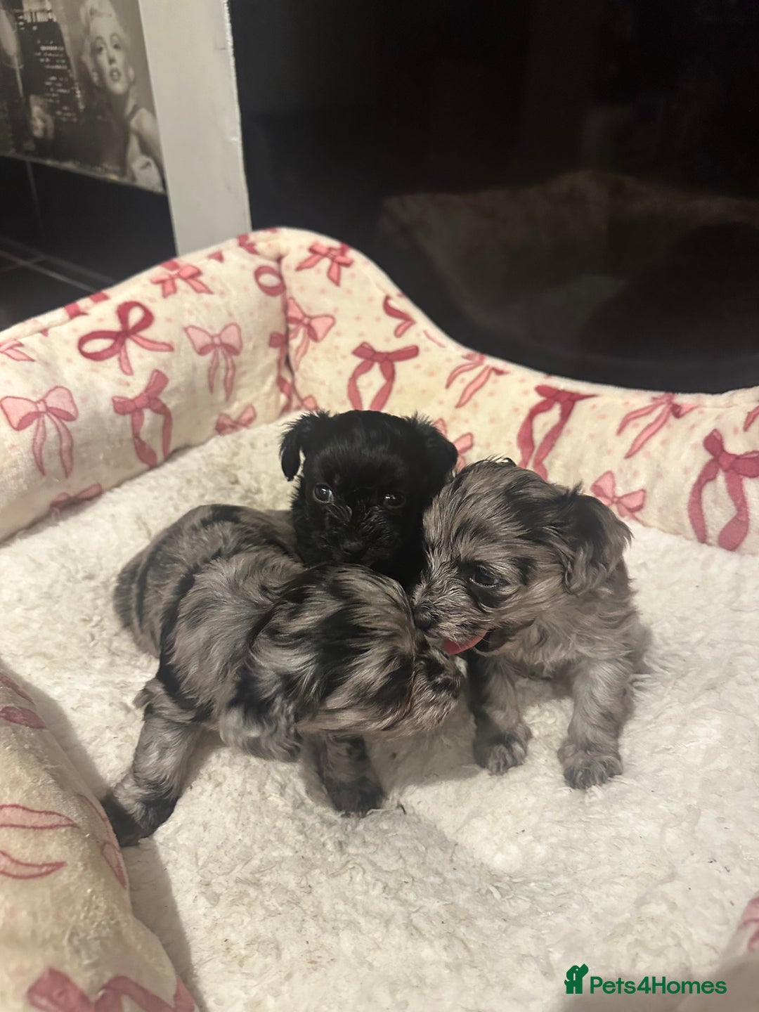 Maltipoo dogs for sale: Maltipoo rare merle colours  - Image 12