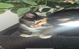 British Shorthair cats for sale: Beautiful kittens - Image 6