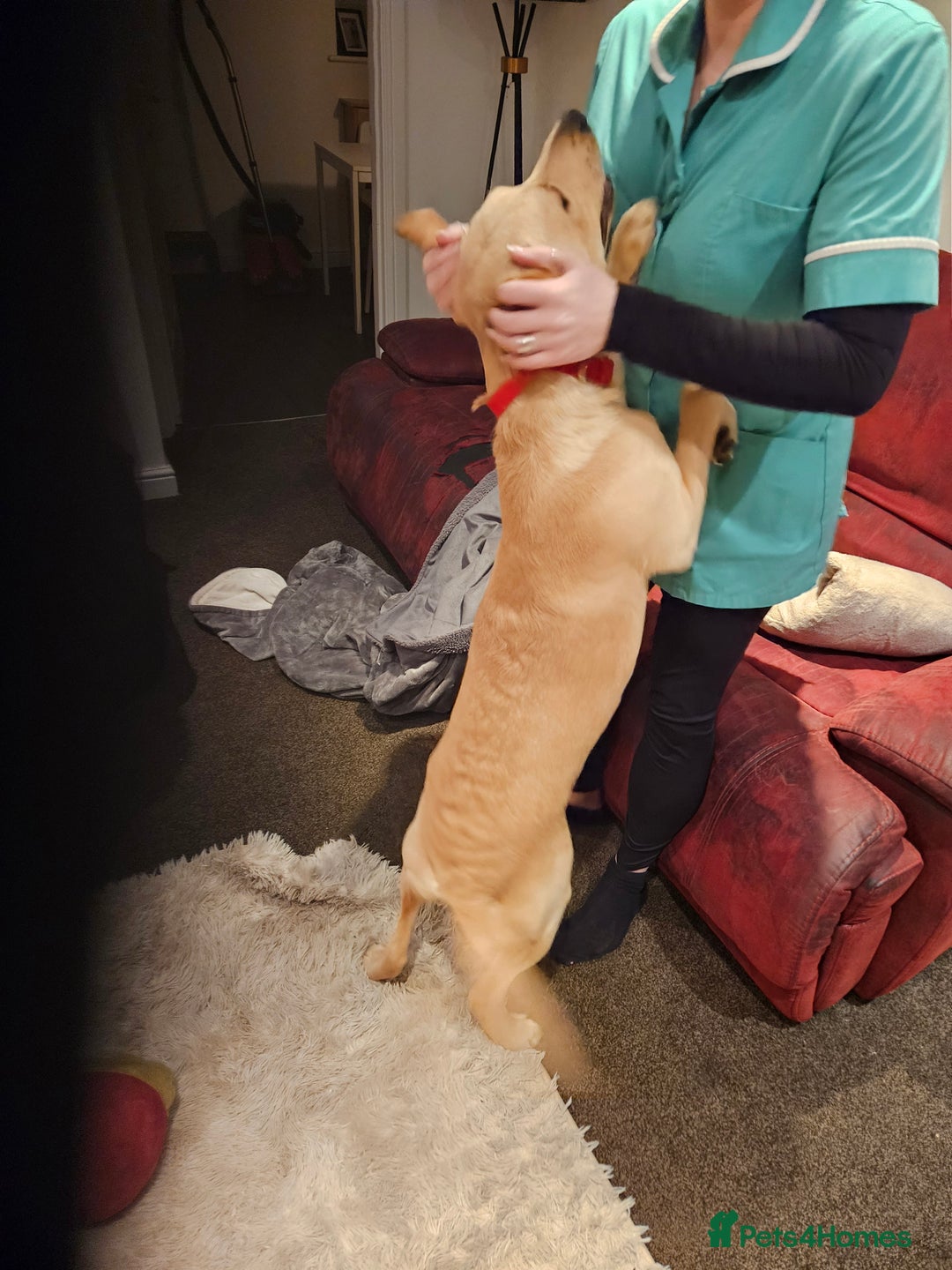 Labrador Retriever dogs for sale: 7-Month-Old Labrador for Rehoming - Advert 9