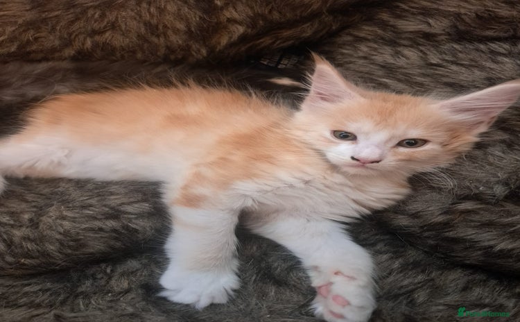 Maine Coon cats - Advert 11
