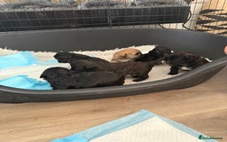 Yorkiepoo dogs for sale: Yorkiepoos - Image 15