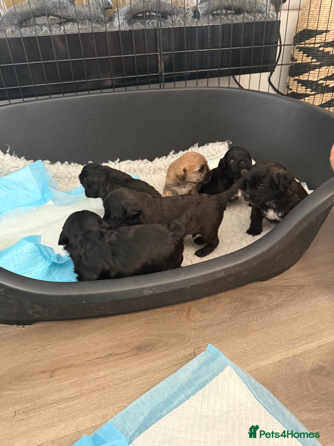 Yorkiepoo dogs for sale: Yorkiepoos - Image 15