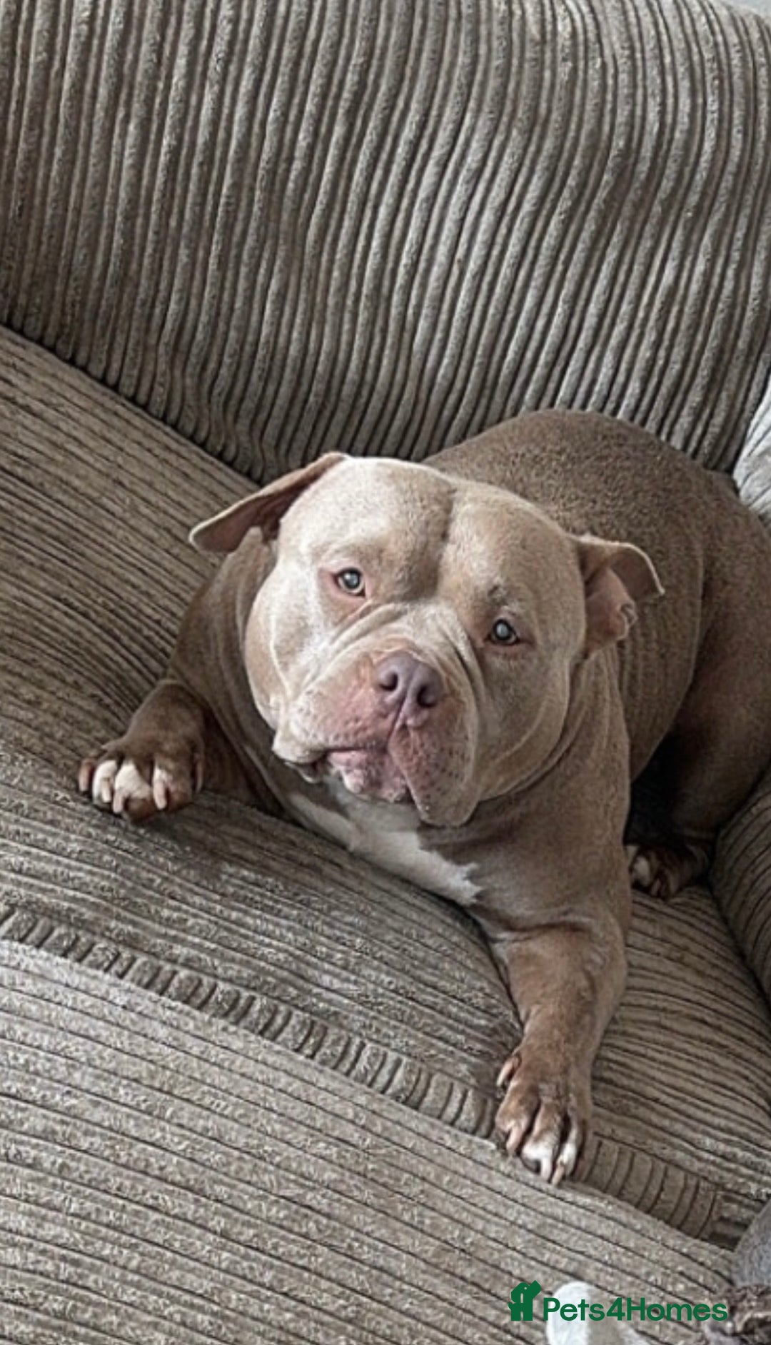 American Bully dogs for sale: Pocket Bully Puppies - Advert 3