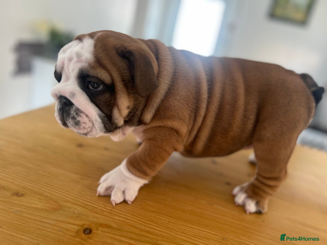 English Bulldog dogs for sale: Stunning litter of  English bulldog puppies - Image 29