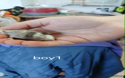 Mouse rodents for sale: Baby mice mixed  - Advert 6