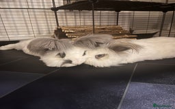 Angora rabbits for sale: Gorgeous bonded English angoras x2  - Image 3