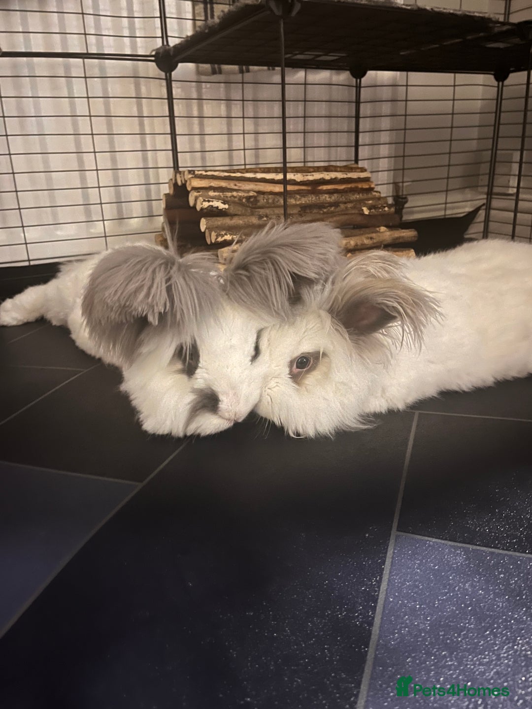 Angora rabbits for sale: Gorgeous bonded English angoras x2  - Image 3