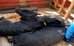 Rottweiler dogs for sale: Male Rottweiler- 10 months old - Image 2