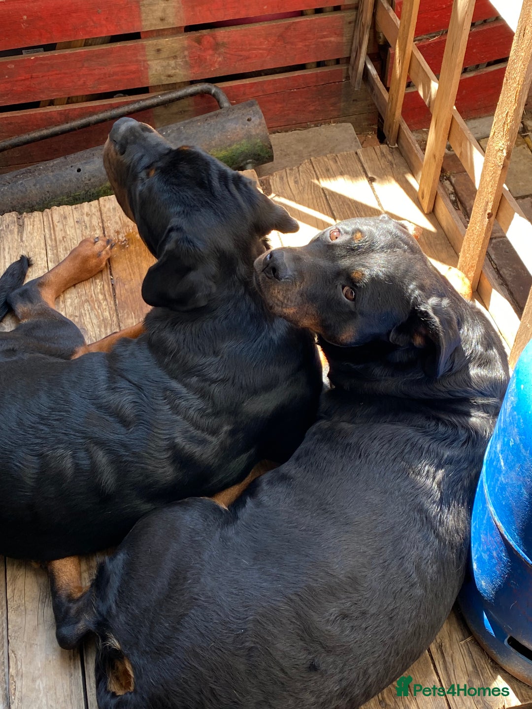 Rottweiler dogs for sale: Male Rottweiler- 10 months old - Image 2