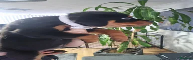 Rottweiler 1