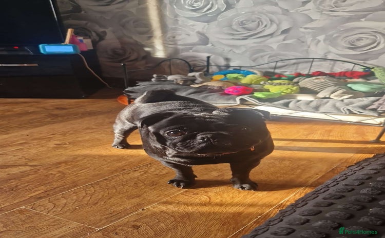 Pug dogs - Advert 2