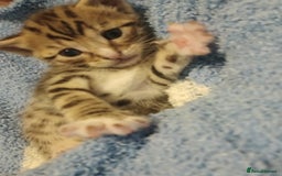 British Shorthair cats for sale: Kittens for sale x4 - Image 3