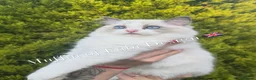 Ragdoll cats for sale: Muffin Our Funny Confident Little boy - Advert 10