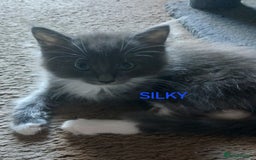 Ragdoll cats for sale: CUTE BLUE MITTED RAGDOLL KITTENS  - Image 3